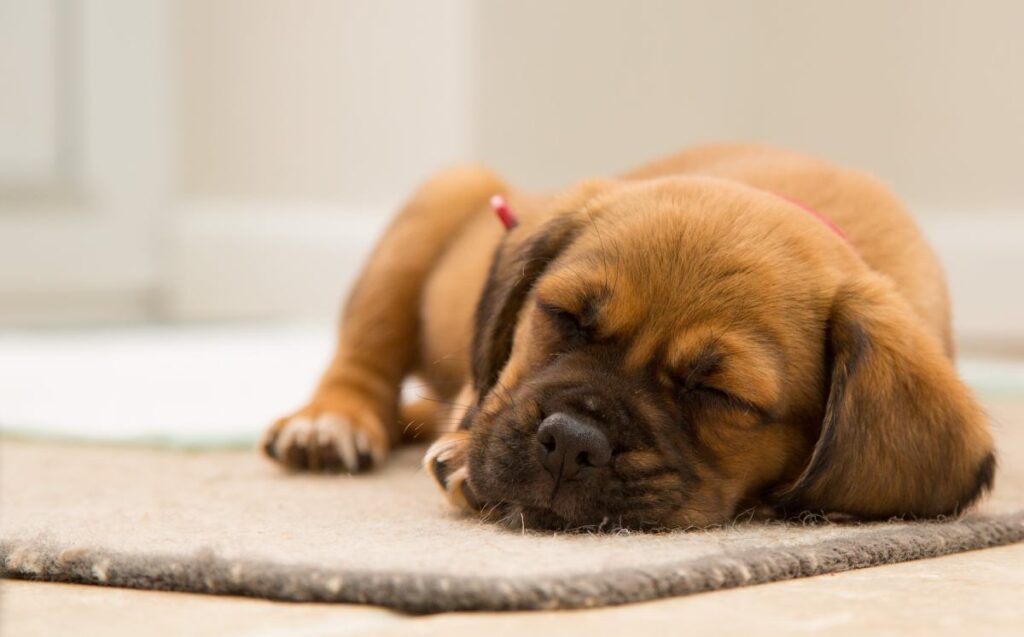 Cute Dog Sleeping on Carpet: reference image for image optimization